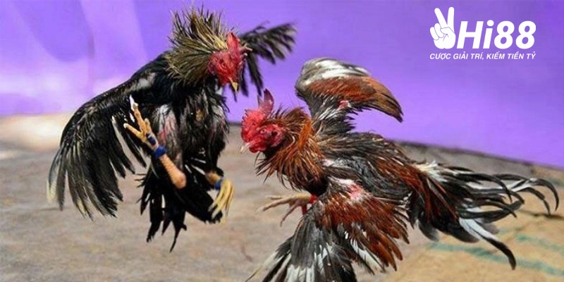 Đá gà Hi88 với nhiều ưu điểm thu hút bet thủ
