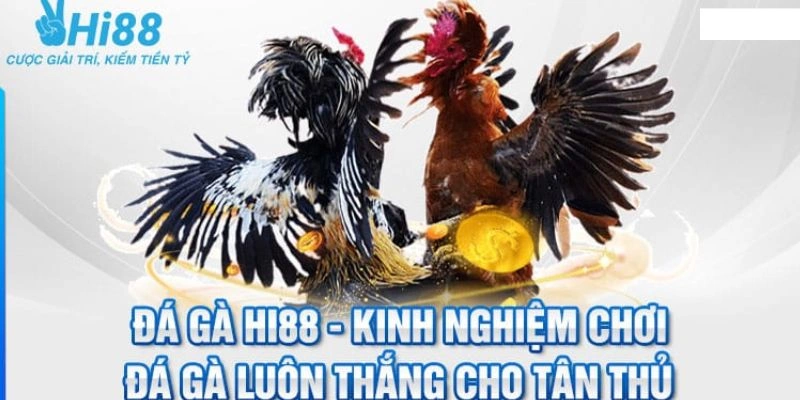 Mẹo chinh phục đá gà Hi88 